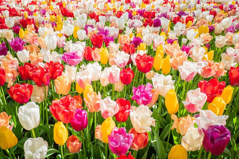 Transform your Space with this Overwhelming Multicolour Artwork! by Eriks Photoshop