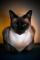 siamese kat