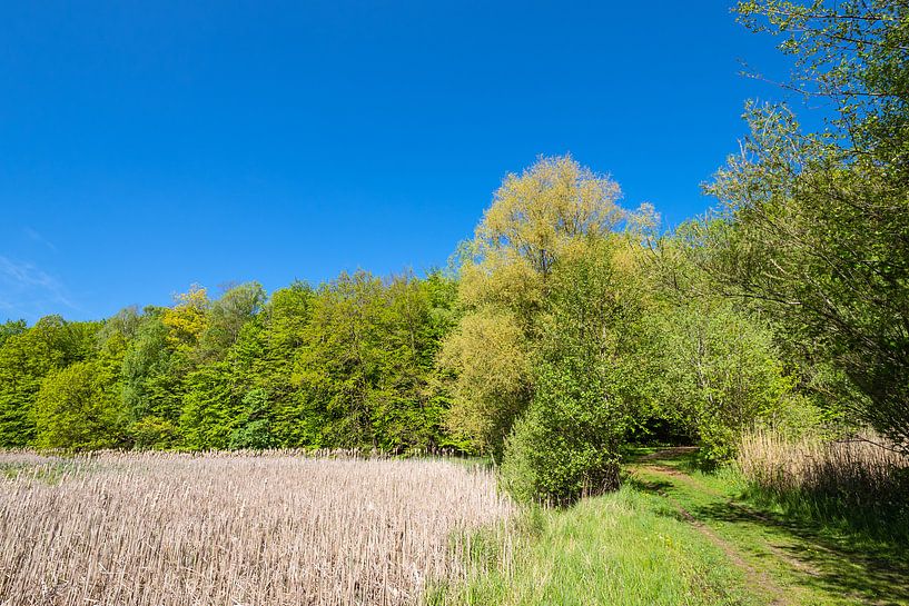 Landschaft mit Schilf und Bäumen bei Kuchelmiß von Rico Ködder
