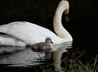 Zwaan met jong, spiegeling
