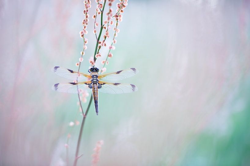 Alcôve à quatre points sur oseille par Judith Borremans Natuurfotografie