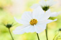 Frische, weiße Blumen im Garten.