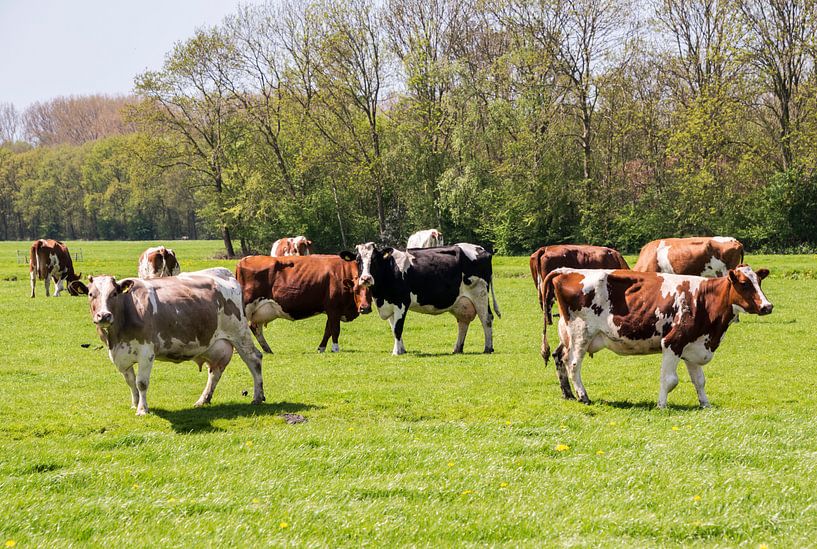 weiland met koeien von ChrisWillemsen