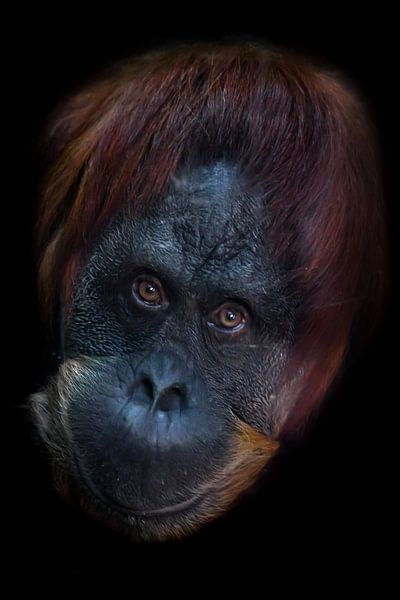 Smart face orangutan close up. Phlegmatic slightly ironic eyes look. Isolated on black background. by Michael Semenov