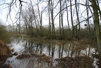 Bomen weerspiegeling in het water.