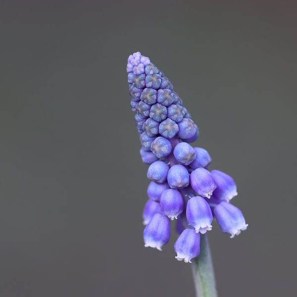 Weinreben von Nout Ketelaar