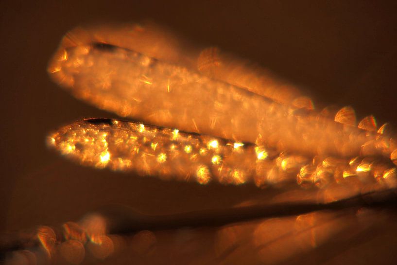 Vleugels van een juffer von Astrid Brouwers