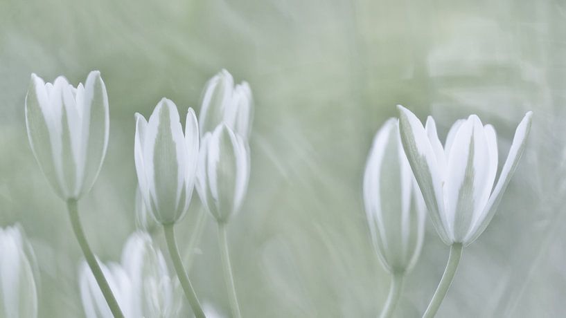 Wolfsmelkachtig von Dick Vermeij