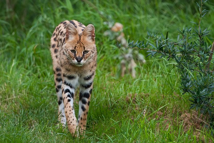Serval : Blijdorp Zoo by Loek Lobel