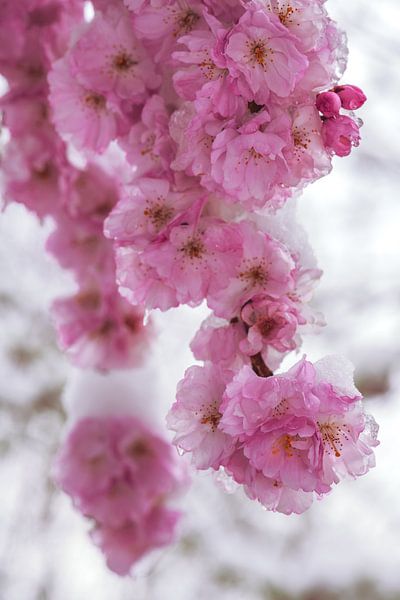 Schneebedeckte rosa Kirschblüten von ManfredFotos