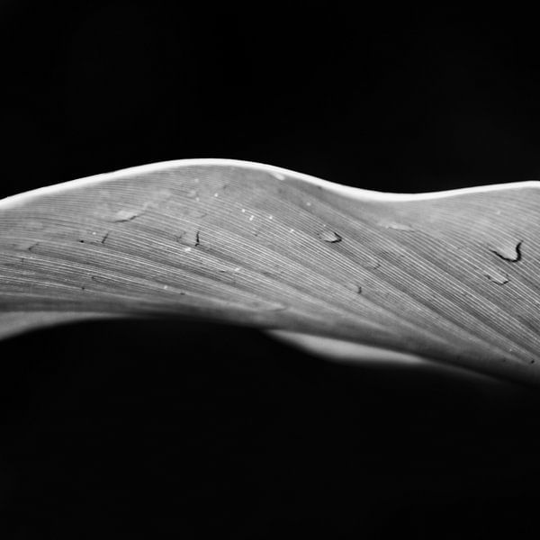 Mono Quadratische Serie XXXVIII von Insolitus Fotografie