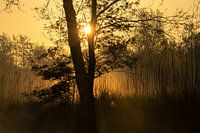 Lever du soleil dans le PN de Weerribben