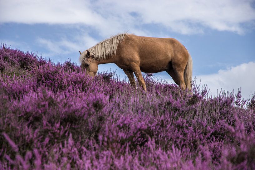 Blühende Heide mit Pferd von Hans Hoekstra