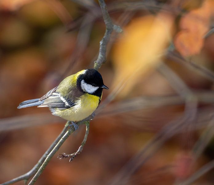 Nahaufnahme einer Kohlmeise von ManfredFotos