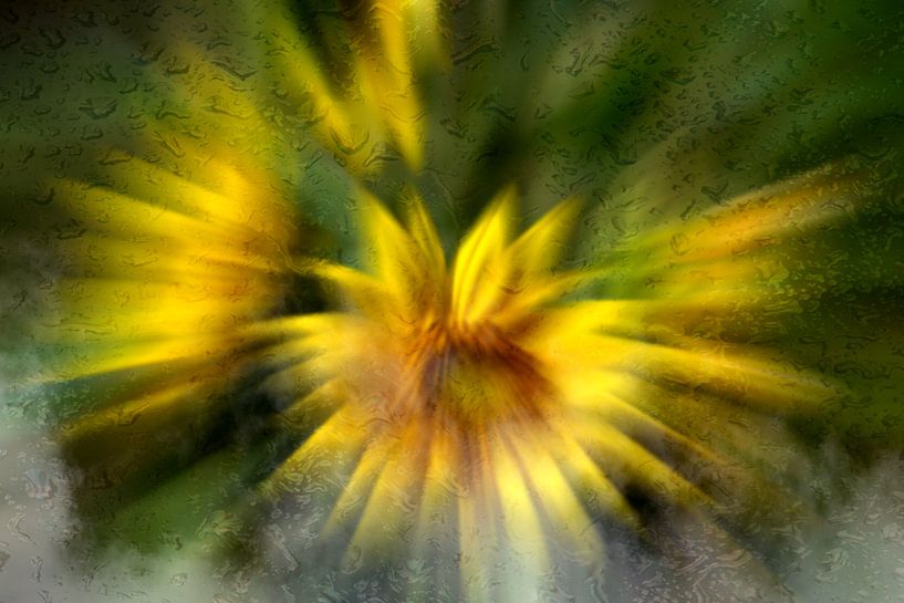 Concept flora : Foggy sunflowers von Photoart-Naegele