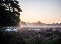 Wolfhezer heide part 20