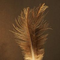Goldene Federn