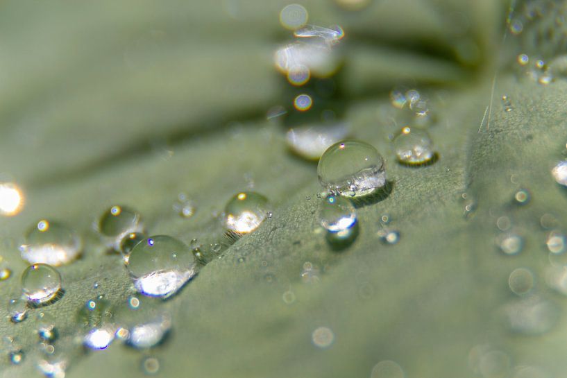 Tropfen auf einem Blatt. von Kees Korbee