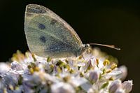 Grand chou blanc après une nuit froide et humide, réveillé par le maigre soleil du matin.