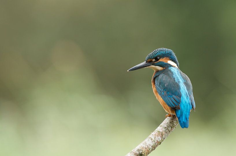Martin-pêcheur par Martin Bredewold
