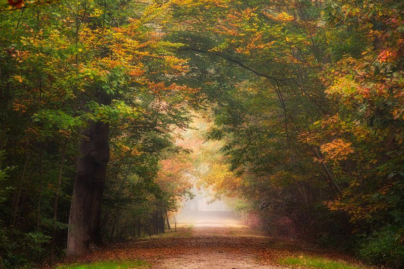 Autumn gallery. by Fabrizio Micciche