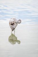 Young flamingo brushes its feathers