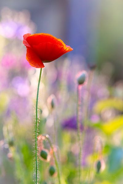 for you by Vincent Tollenaar