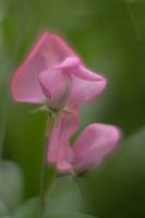 Lathyrus