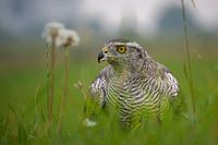 Goshawk in grass field