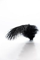 Floating black spring