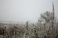 Gefrorene Pflanzen in einer Erfrierungsdusche