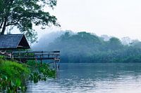 Ochtendnevel in het oerwoud