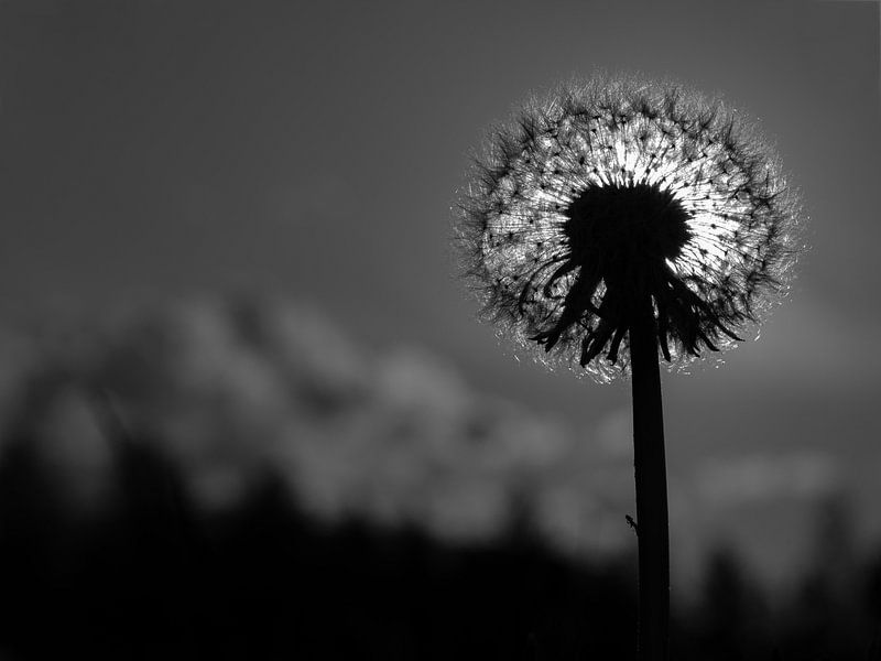 Dandelion in the back light by Andreas Müller