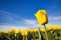 Yellow tulips from Julianadorp