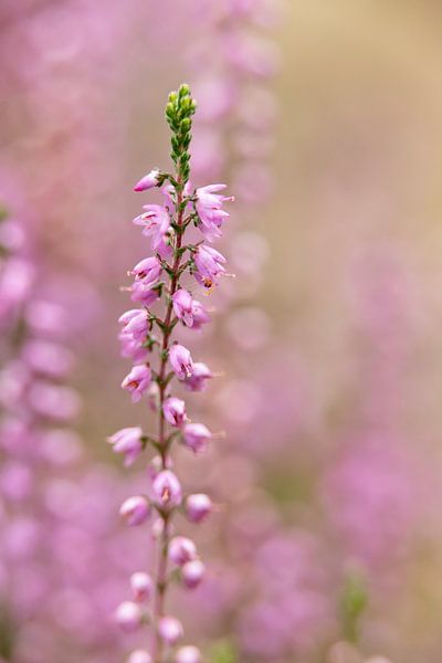 soft pink pastel colors of heather, nature | fine art photo by Karijn | Fine art Natuur en Reis Fotografie