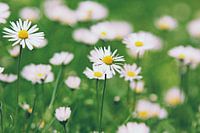 Marguerites