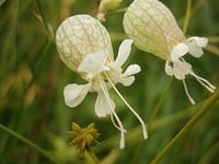 Blaassilene Silene vulgaris
