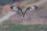 durchdringender Blick