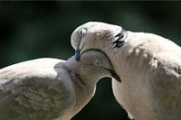 Liebe bei der Turteltaube