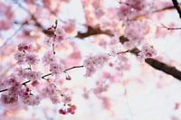 Bloesemtuin Amstelveen