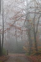 Misty Fall