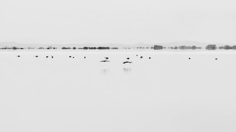 Vol de flamants par JA Art Photography