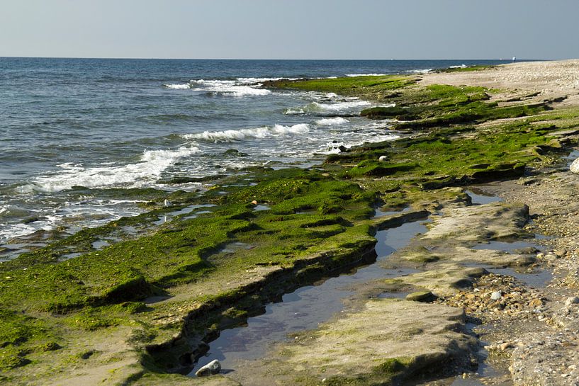 Der grüne Strand von Cornelis (Cees) Cornelissen