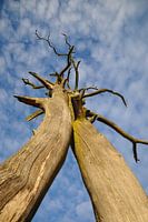 Tote Bäume ergreifen den Himmel