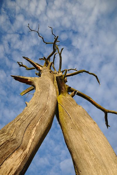 Tote Bäume ergreifen den Himmel von Marc Smits