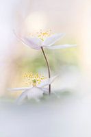 Wunderschöne Anemonen