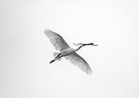 Spooner in hoher Auflösung fotografiert (S/W)