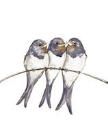 Three young swallows
