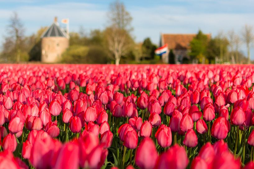 Champ de tulipes, 't Huys Dever, Lisse, Pays-Bas. par Alexander Schippers