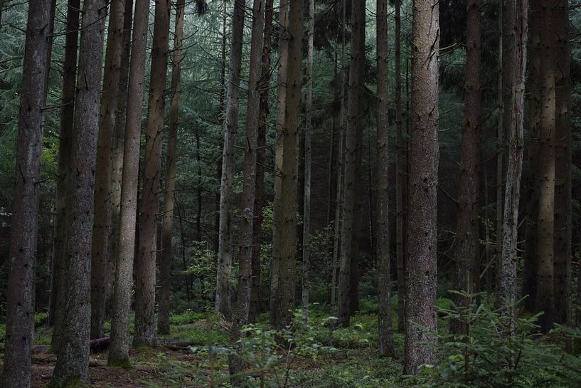 Nadelwald, Ardennen von Monique Pulles